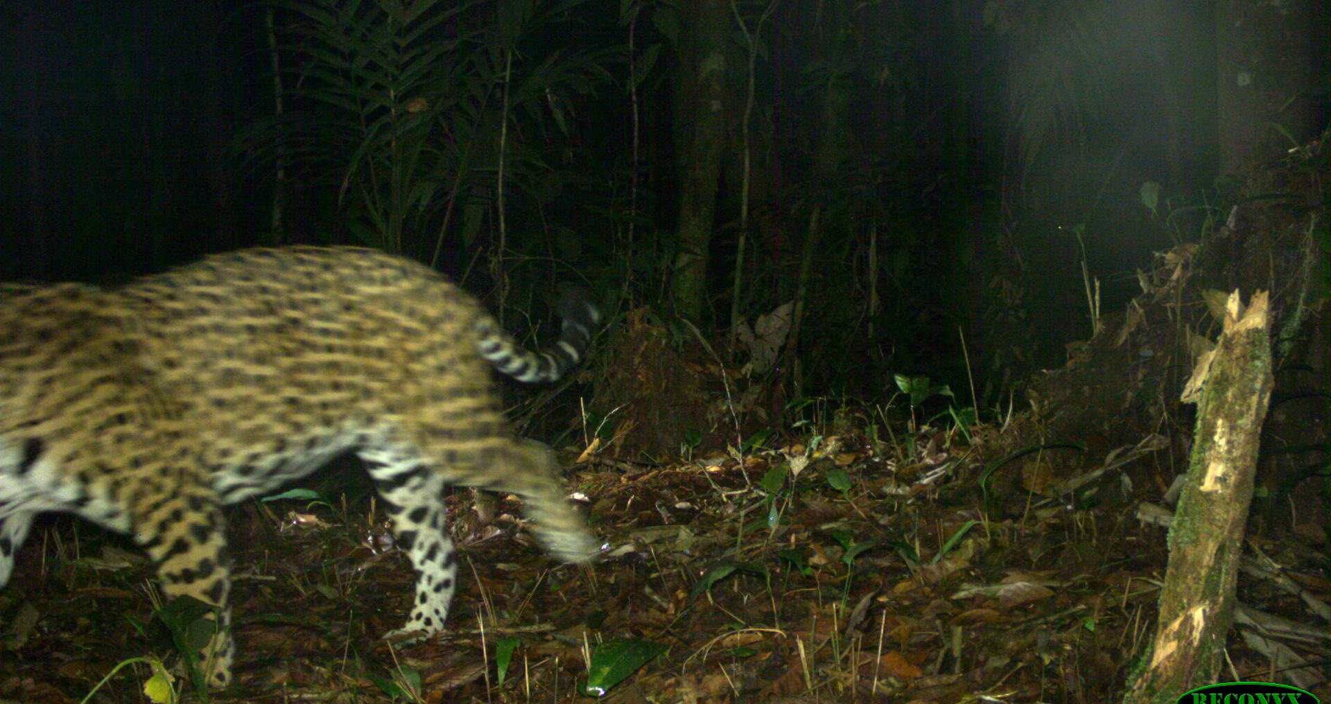Panthera onca camera-trap burst, frame 1 of 5