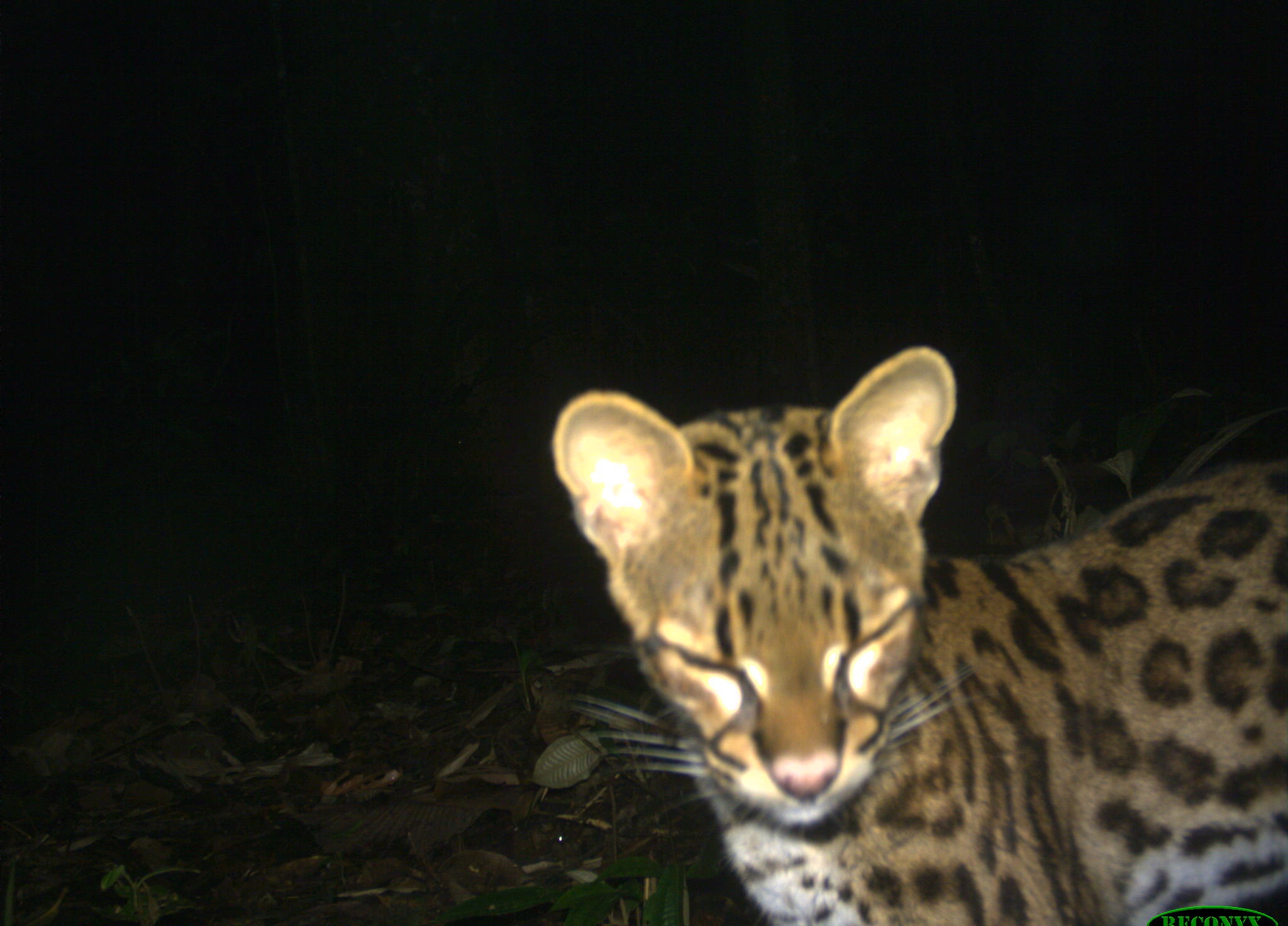 Leopardus wiedii camera-trap burst, frame 1 of 5