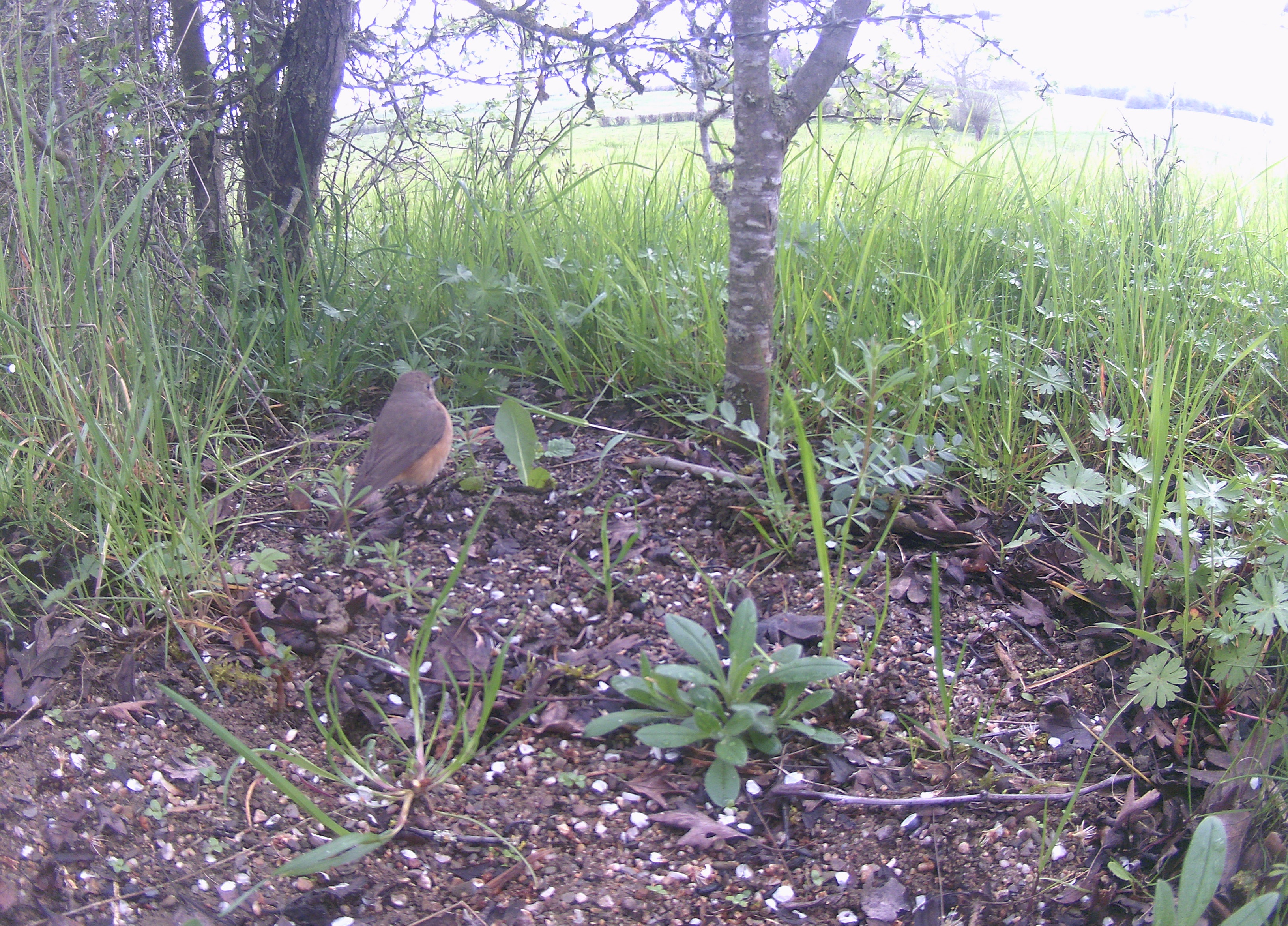 Phoenicurus phoenicurus camera-trap burst, frame 2 of 3
