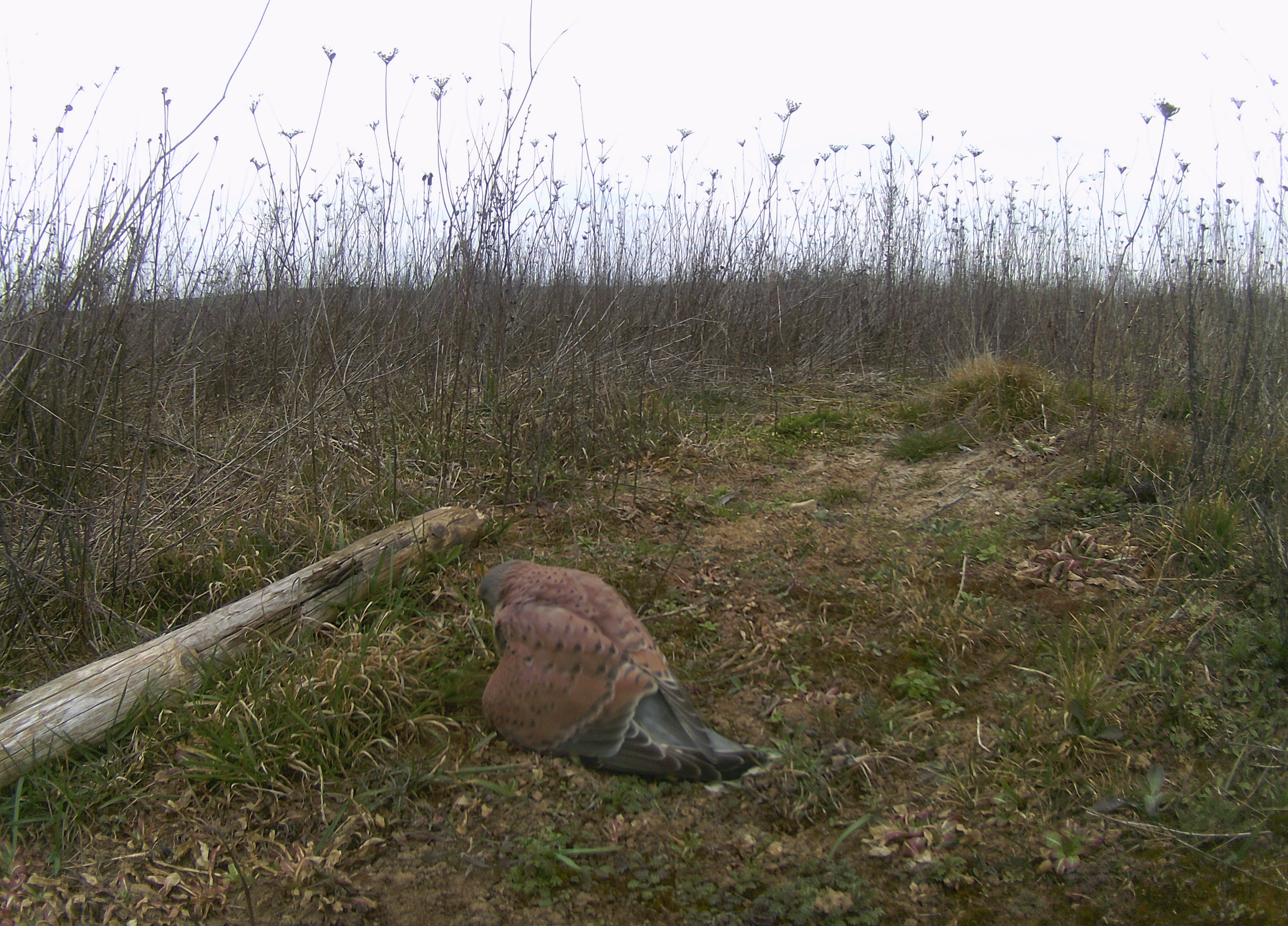 Falco tinnunculus camera-trap burst, frame 1 of 3