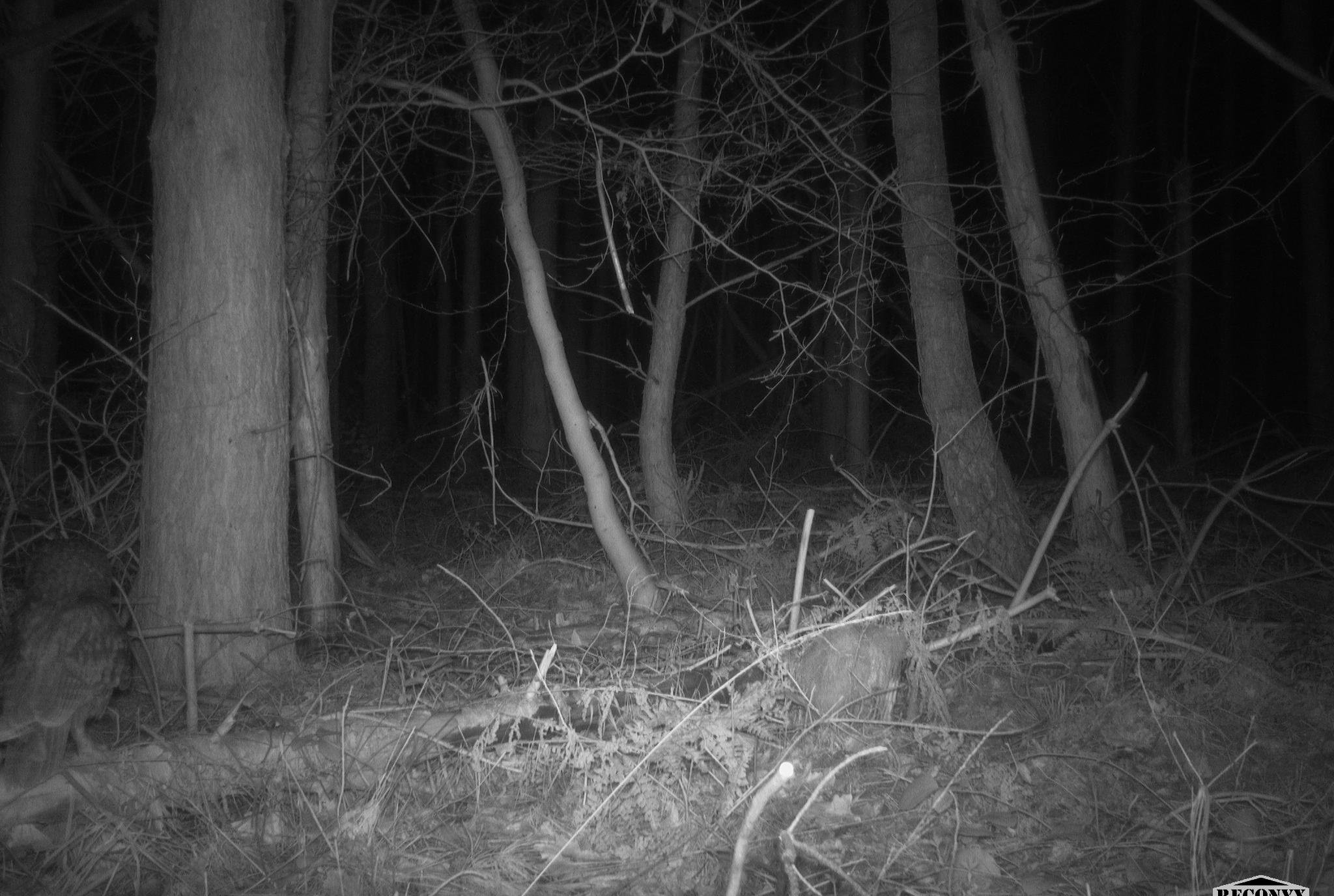 Strix aluco camera-trap burst, frame 4 of 10